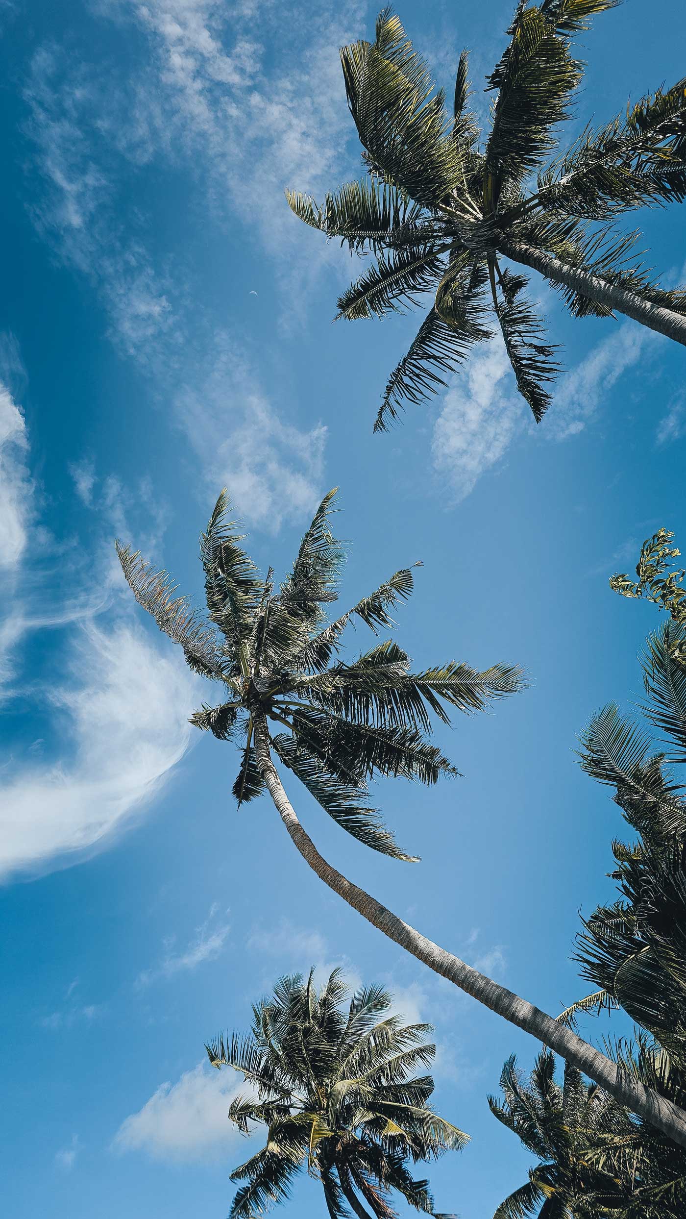 Blue sky and palm trees in Siquijor